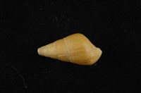 藏品(川蜷)的圖片